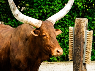 Ankole-Watusi - De Zonnegloed - Animal park - Animal refuge centre 